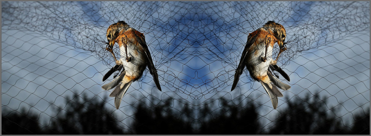 Children Safety Nets